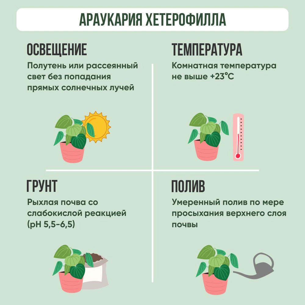 Араукария Хетерофилла d19 см h65 см