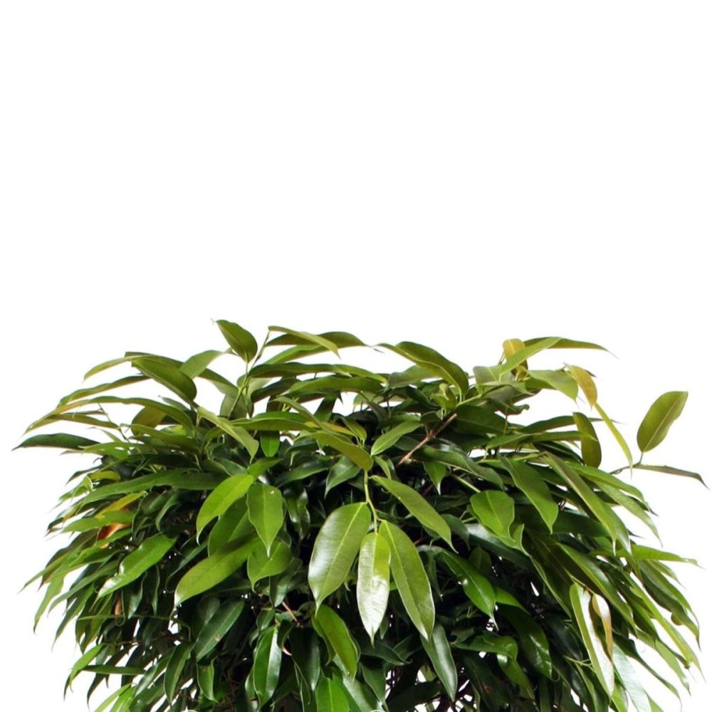 Фикус Биннедика Амстел Кинг штамбовый d31 см h140 см