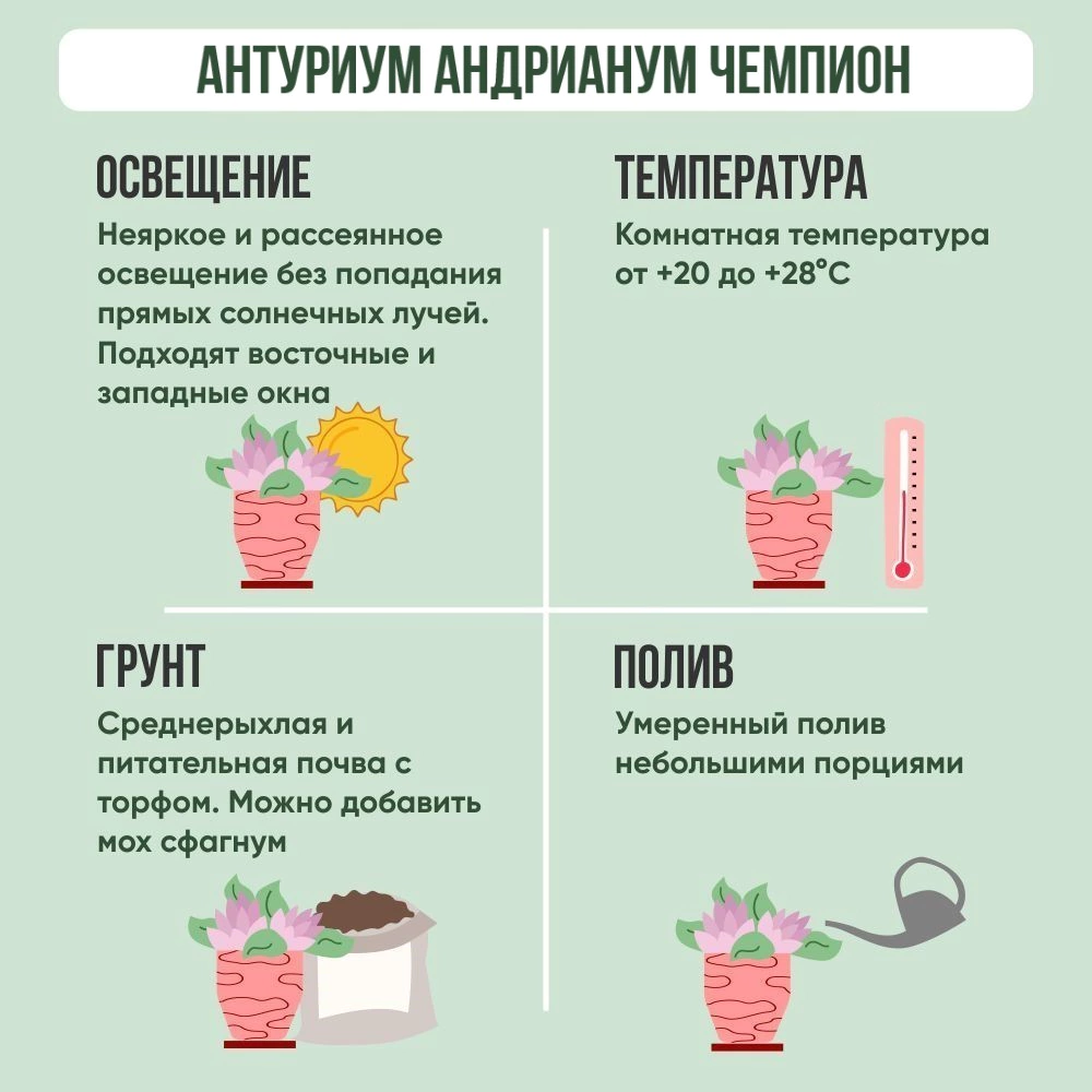 Антуриум андрианум Чемпион белый d12 см