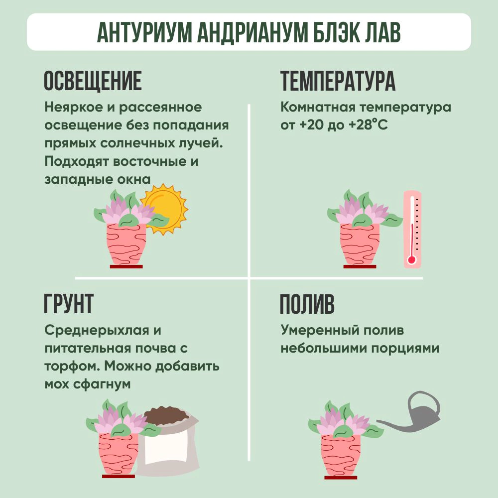 Антуриум андрианум Блэк Лав d14 см