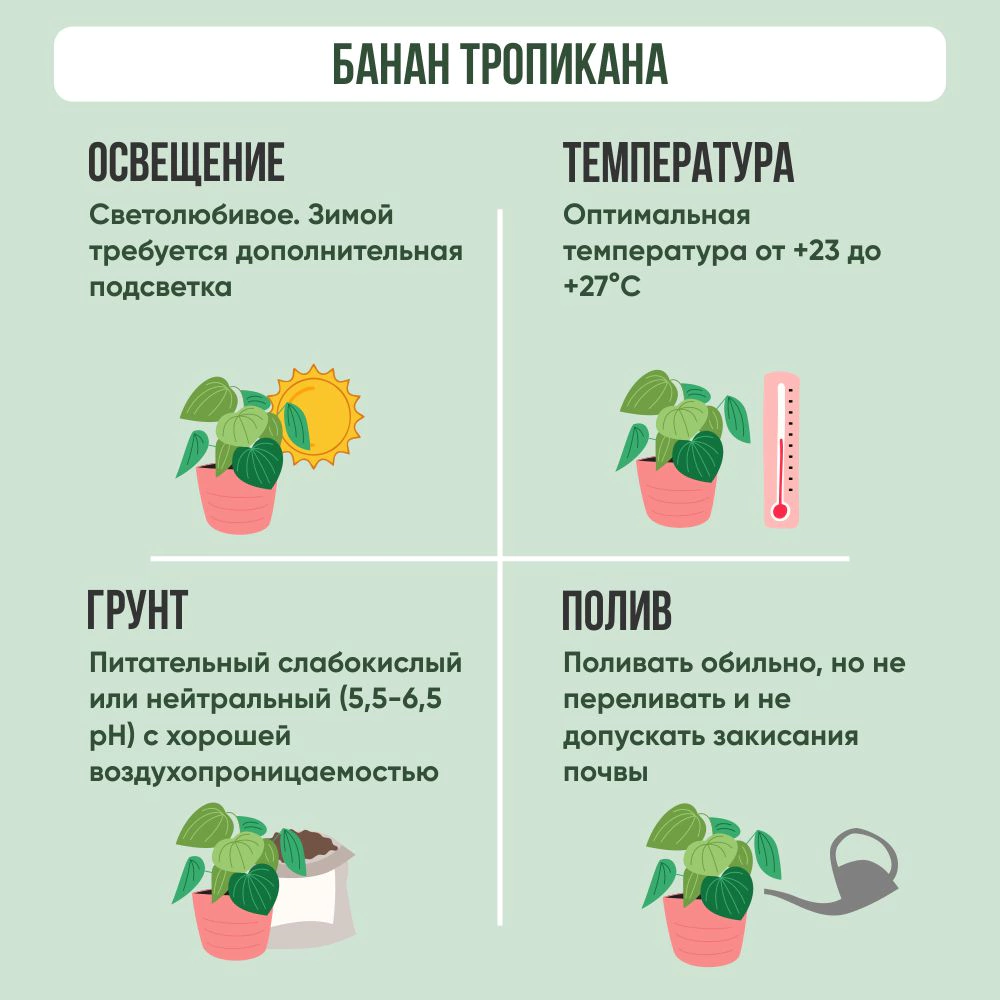 Банан Тропикана d12 см 7цветов