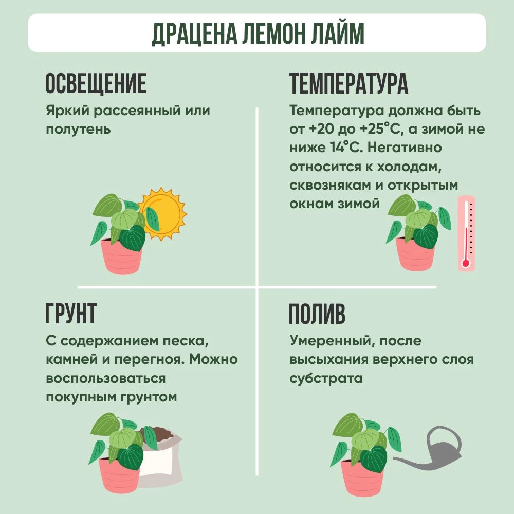 Драцена Лемон Лайм d17 см h70 см