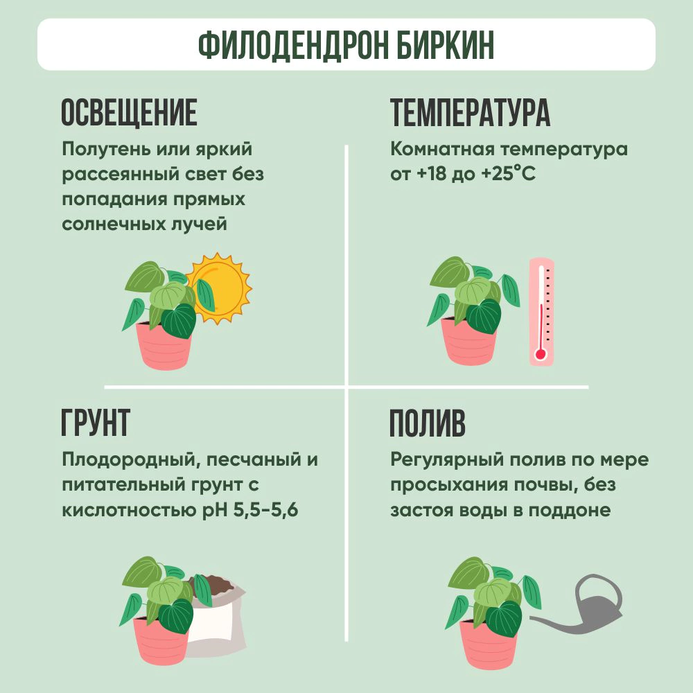 Филодендрон Биркин d6 см