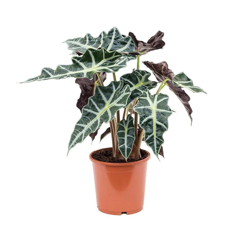 Алоказия микс d17 см h65 см