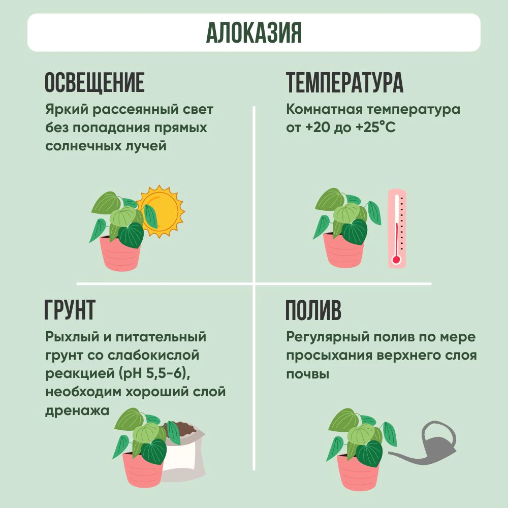 Алоказия микс d17 см h65 см