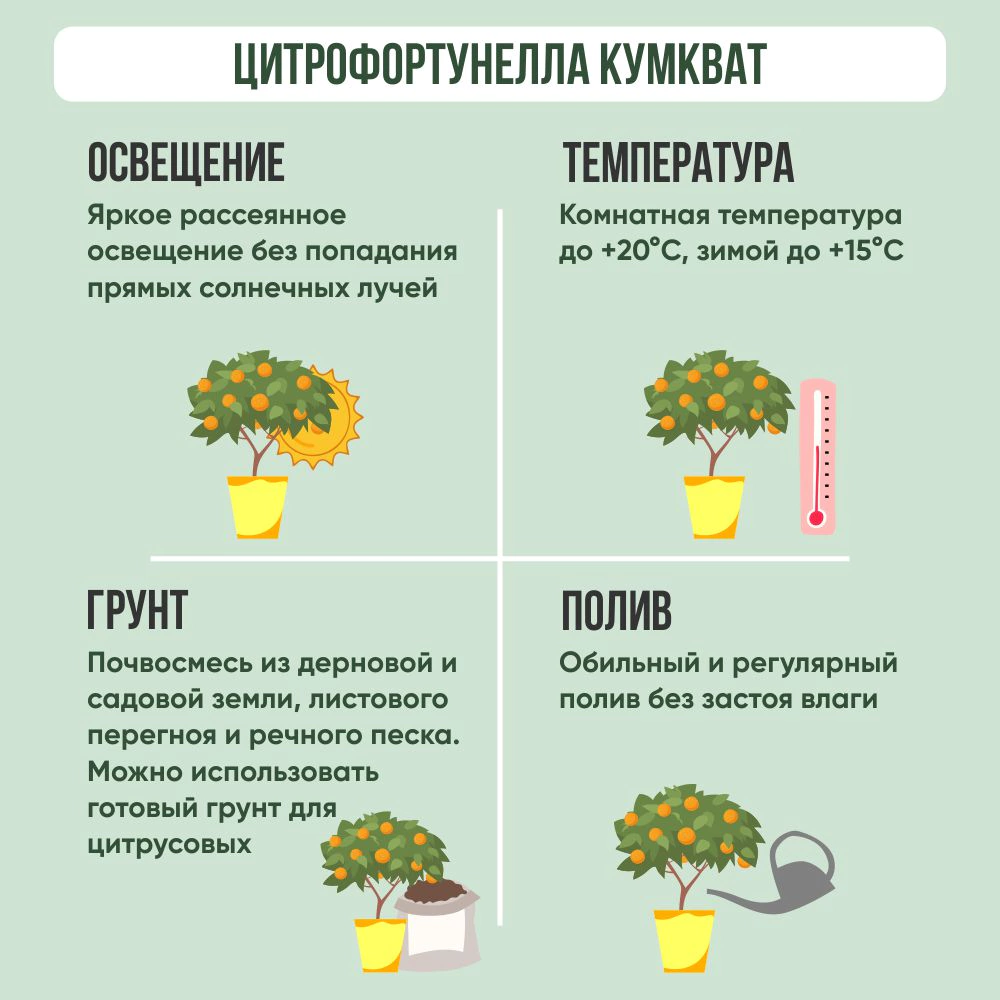 Цитрофортунелла Кумкват штамб d15 см