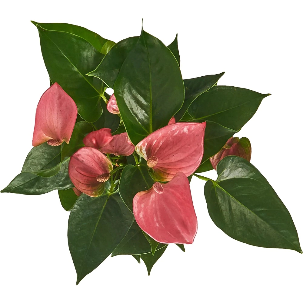 Антуриум розовый d12 см