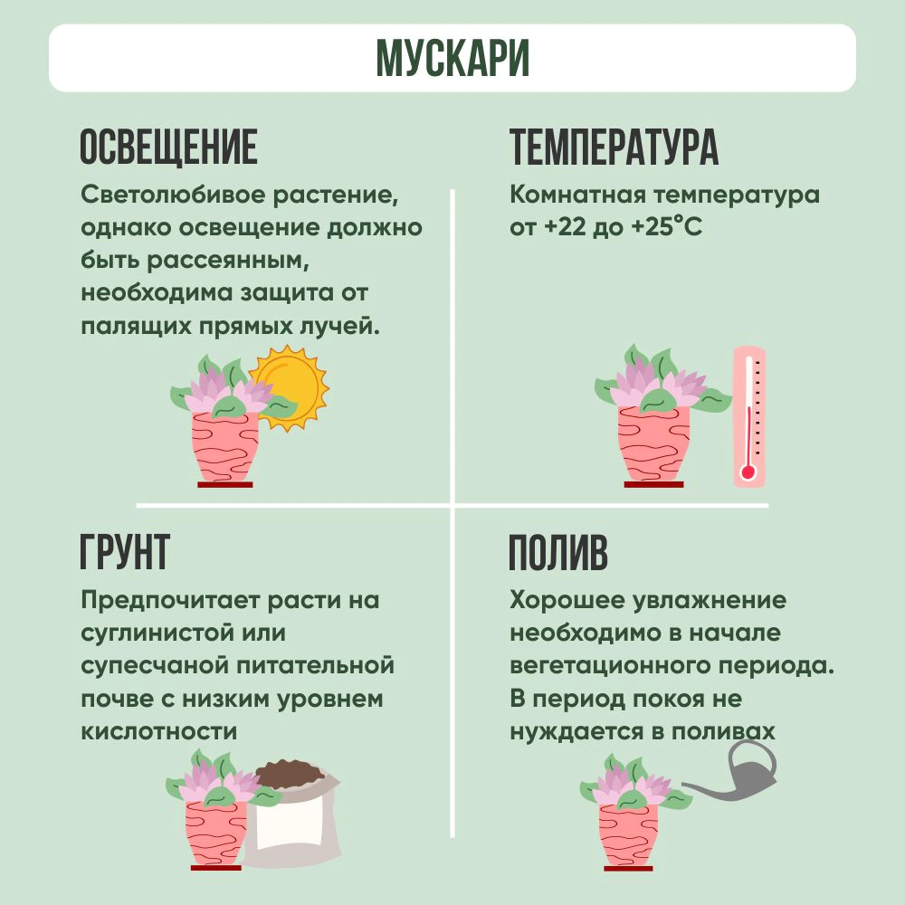 Мускари d9 см