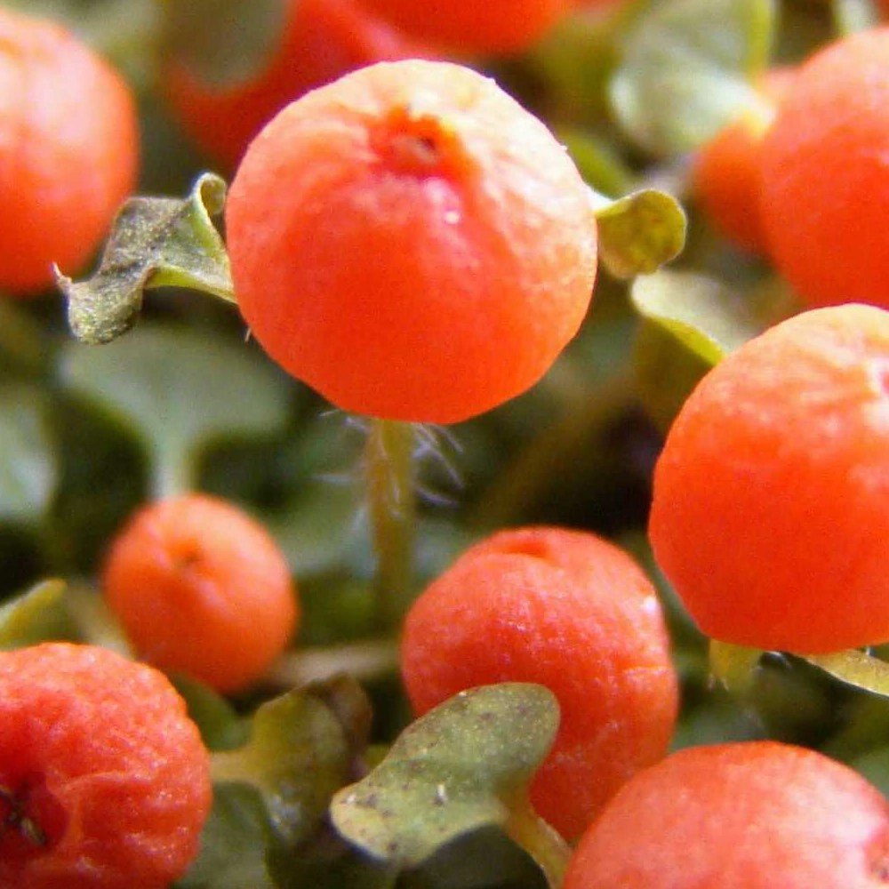 Нертера гранаденсис Астрид d9 см