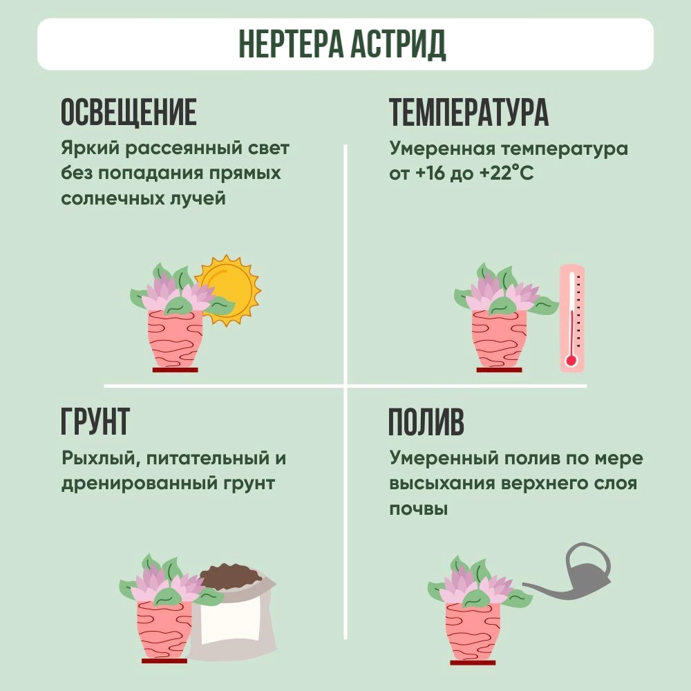 Нертера гранаденсис Астрид d9 см