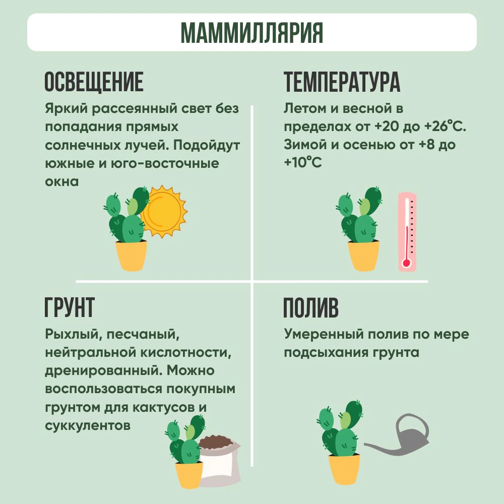 Маммиллярия микс d7 см