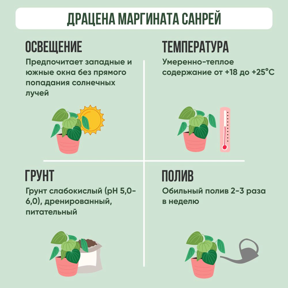 Драцена Маргината Санрей 1 ствол d17 см