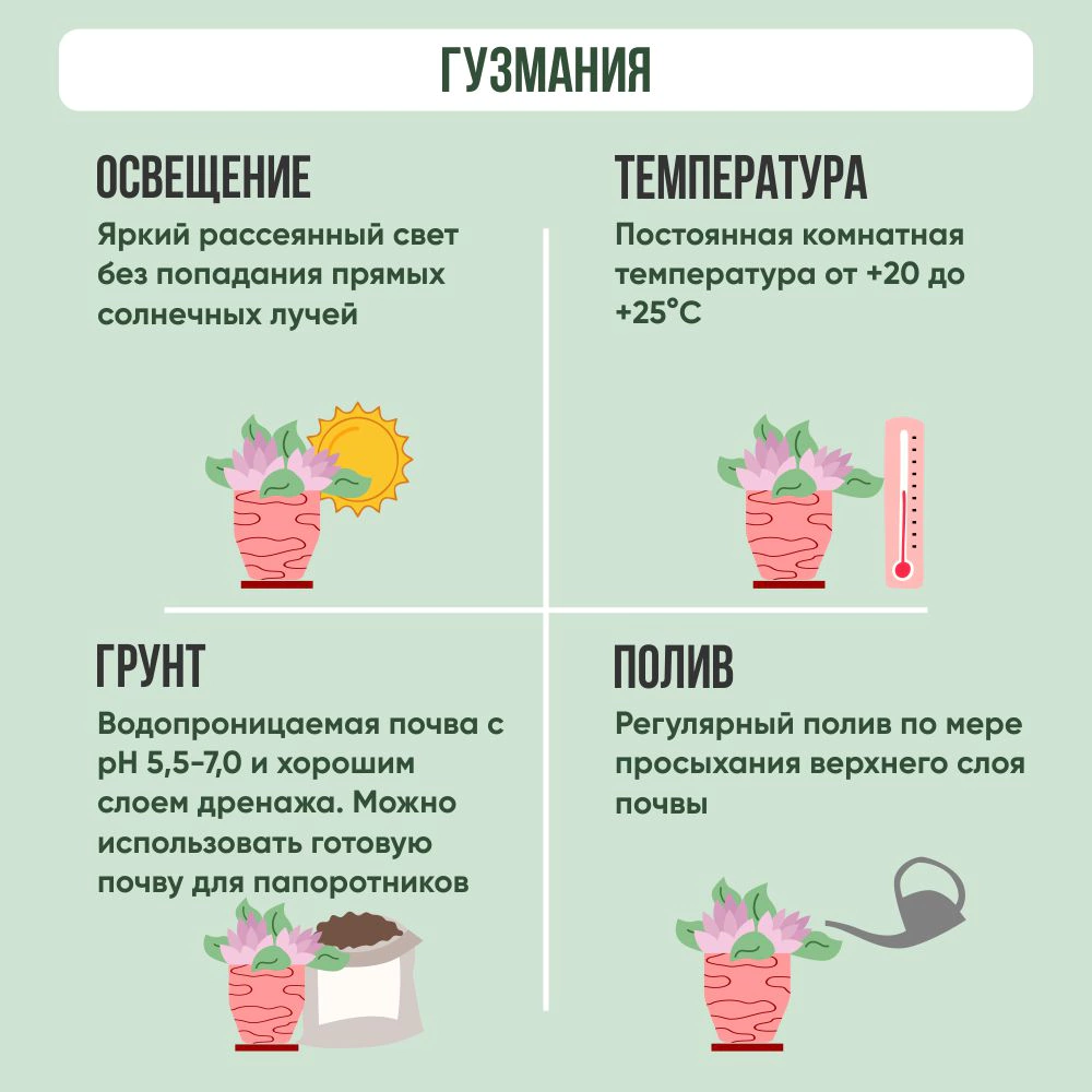 Гузмания d13/14 см в керамике
