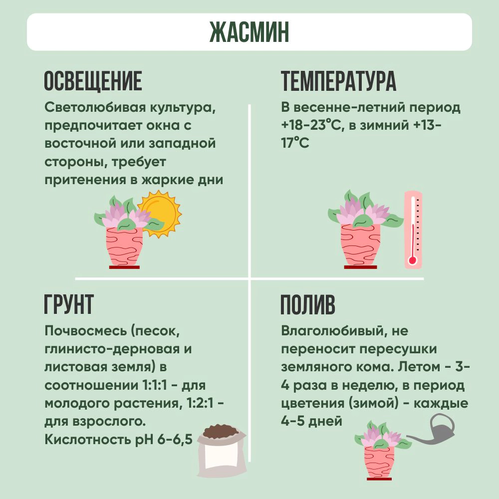 Жасмин d12 см