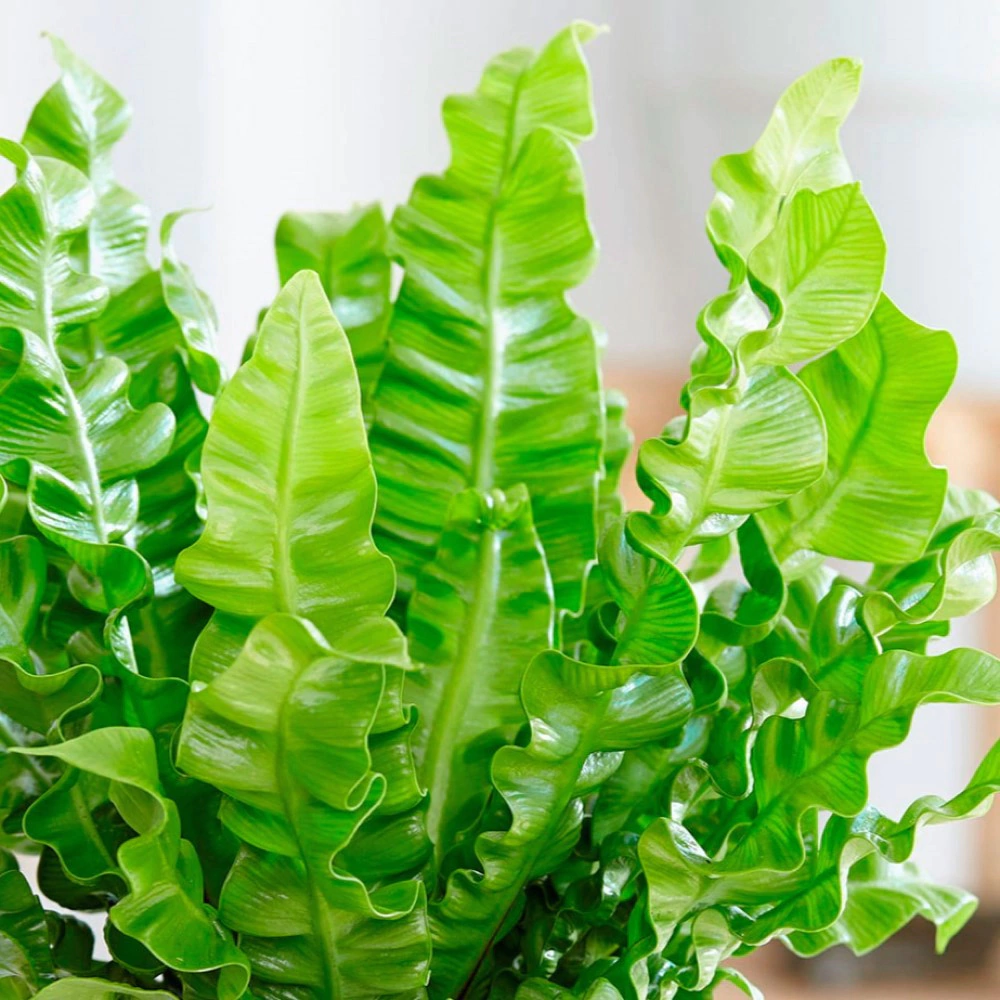 Асплениум микс d12 см