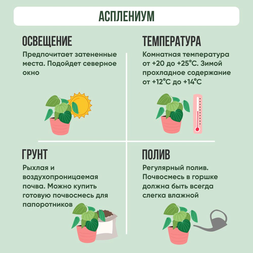 Асплениум микс d12 см