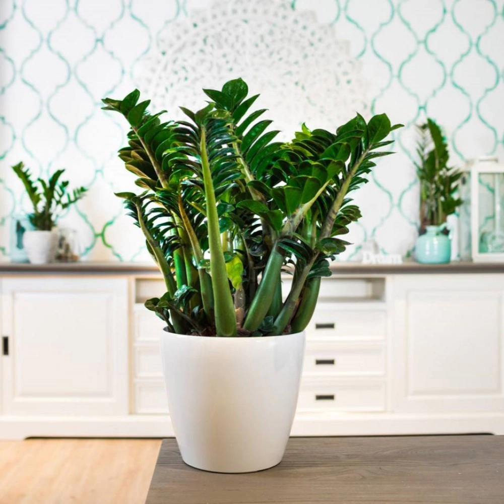 Замиокулькас Зензи d9 см