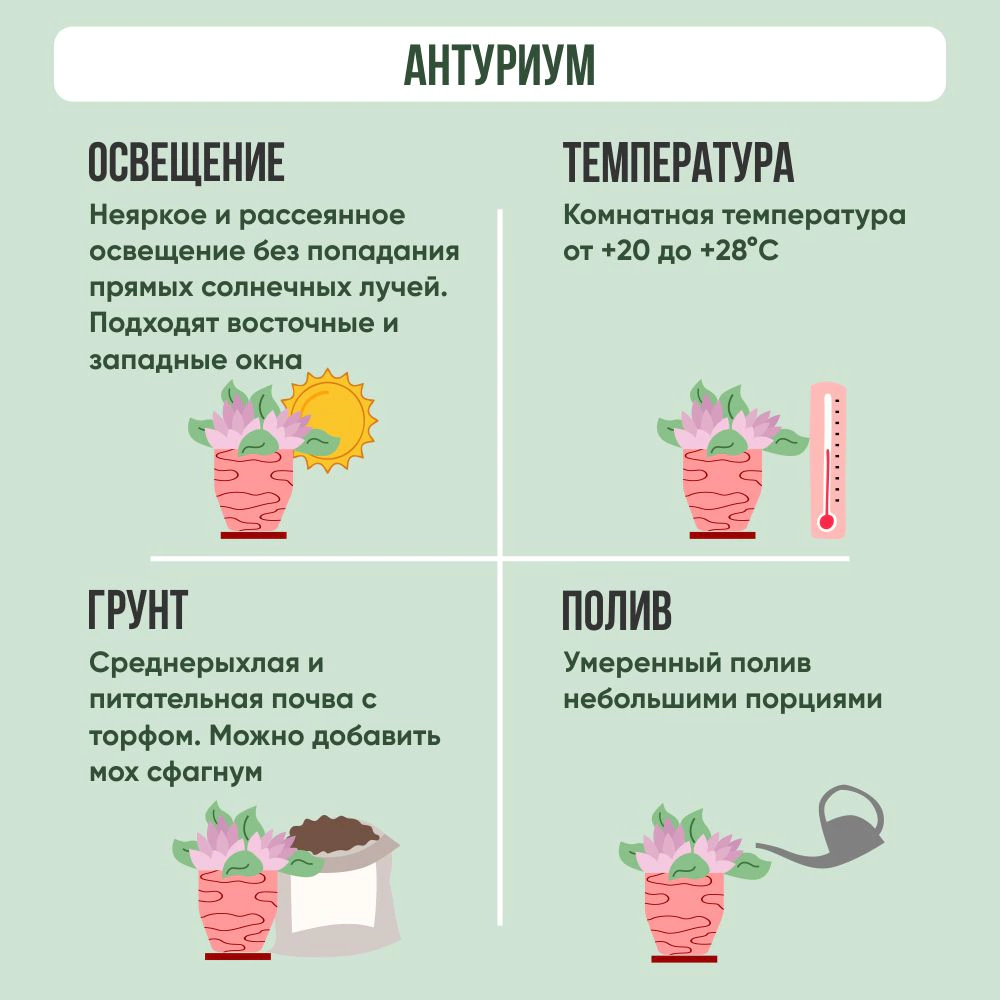 Антуриум микс d9 см h30 см ЦМ