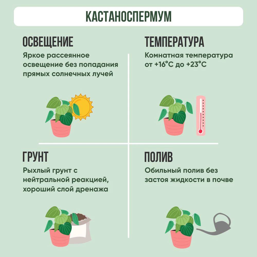 Кастаноспермум d12 см h45 см