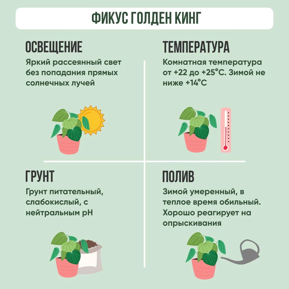 Фикус Голден Кинг d21 см h100 см