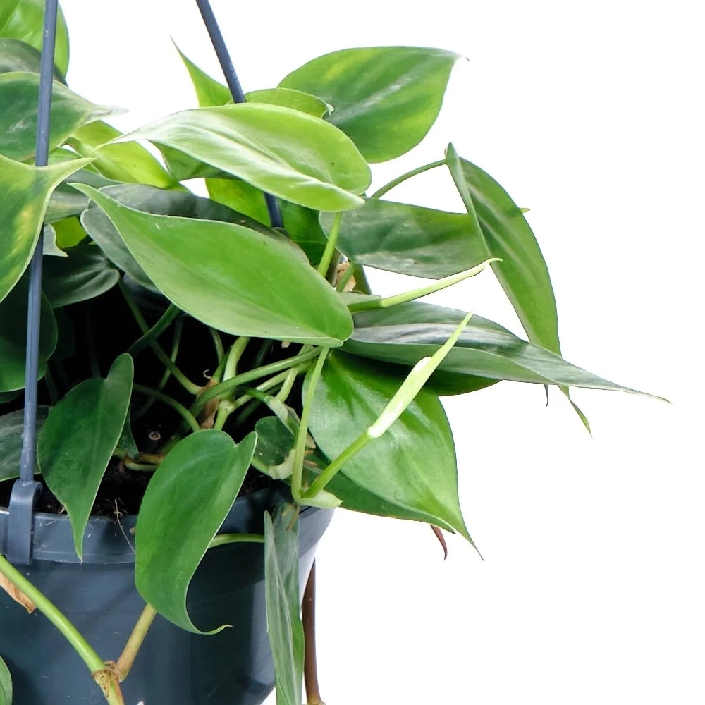 Филодендрон Сканденс подвесной d17 см