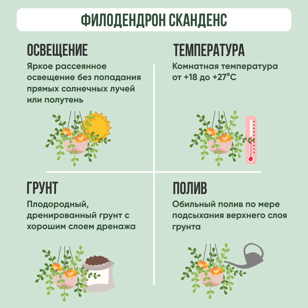 Филодендрон Сканденс подвесной d17 см