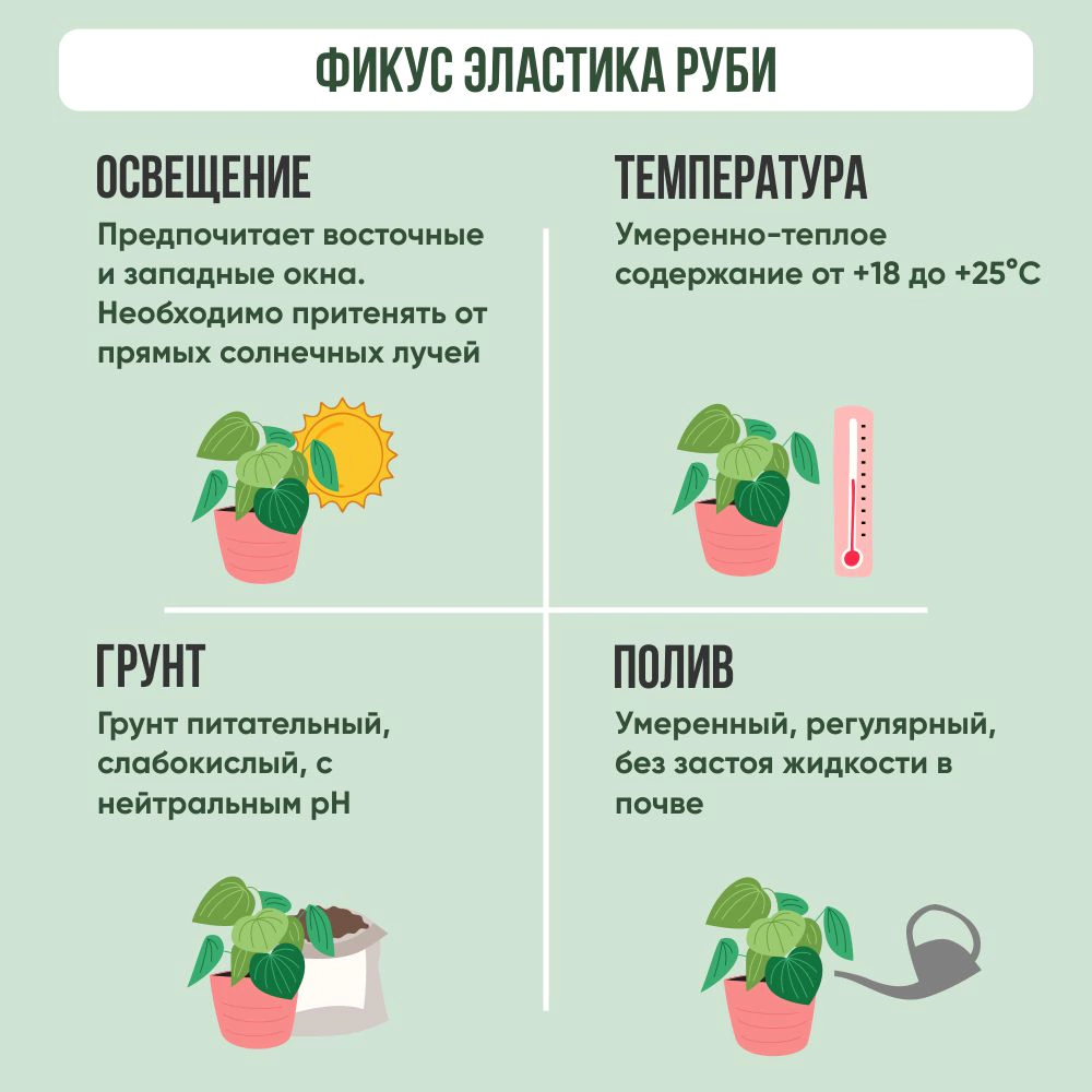 Фикус эластика Руби d6 см h12 см