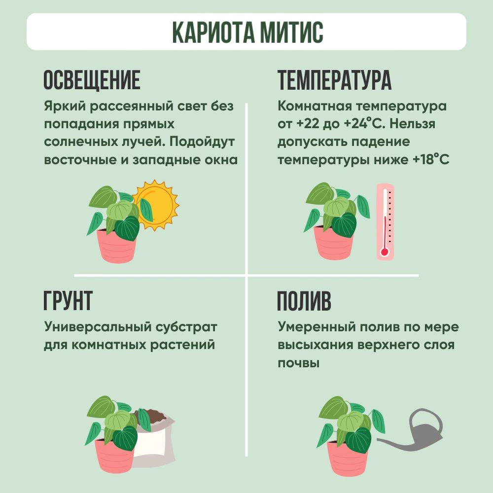 Кариота митис d21 см h90-110 см