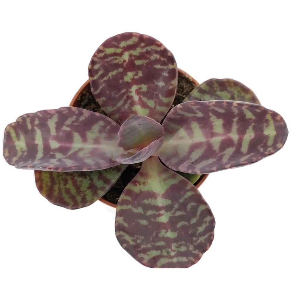 Каланхоэ Зебра d5 см h10 см