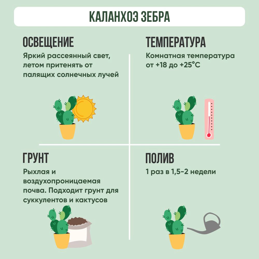 Каланхоэ Зебра d5 см h10 см