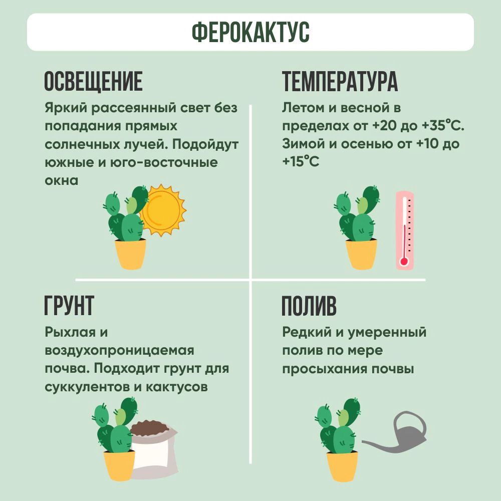 Ферокактус d19 см h20 см