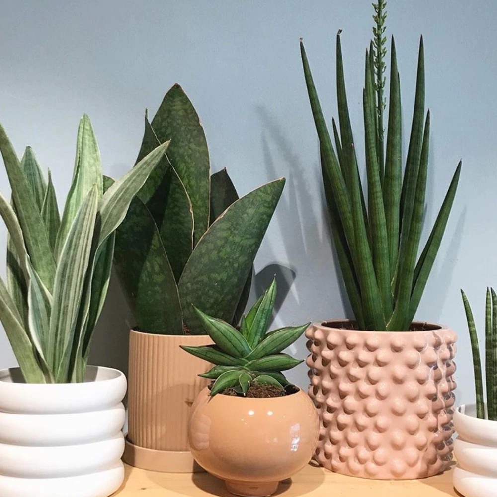 Сансевиерия микс d6 см h18 см