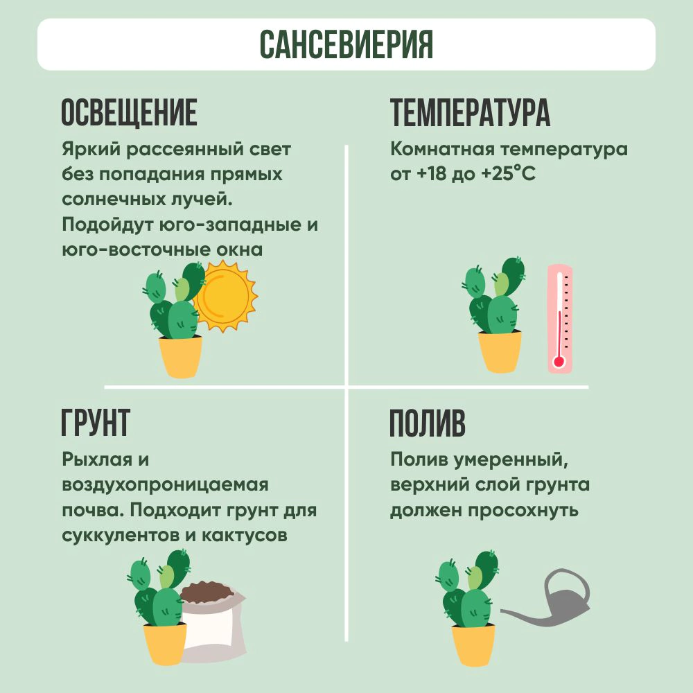 Сансевиерия микс d6 см h18 см