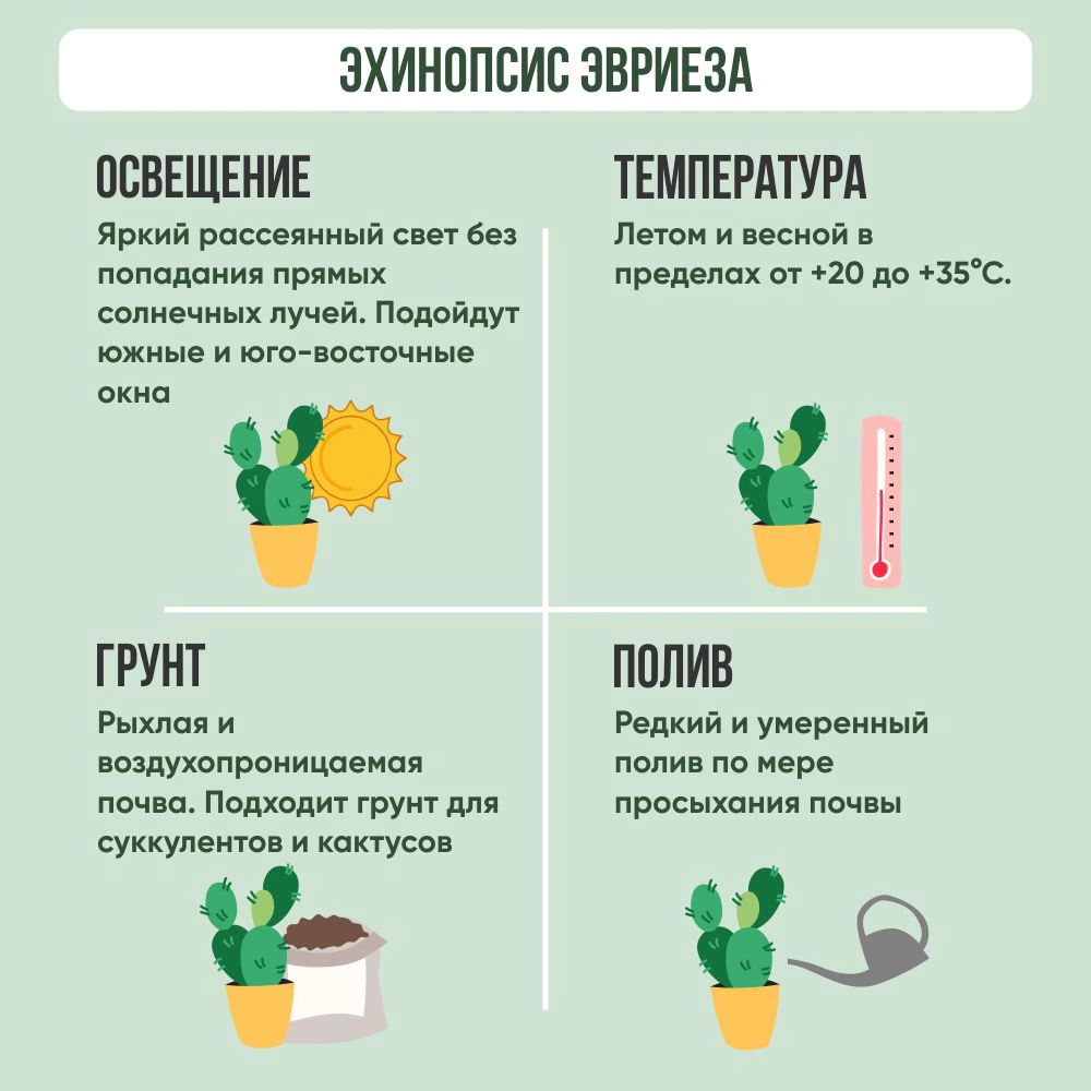 Эхинопсис Эвриеза D-5 (Ф)