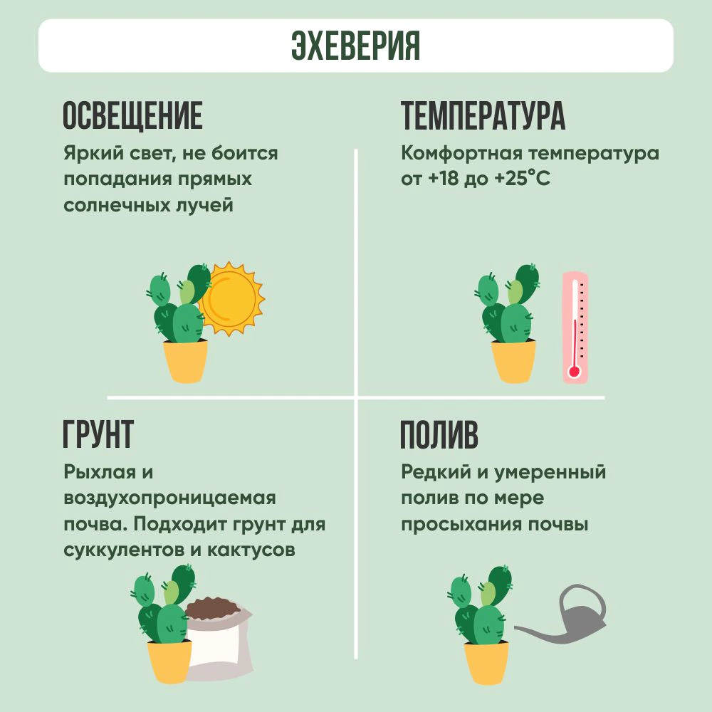 Эхеверия d12 см