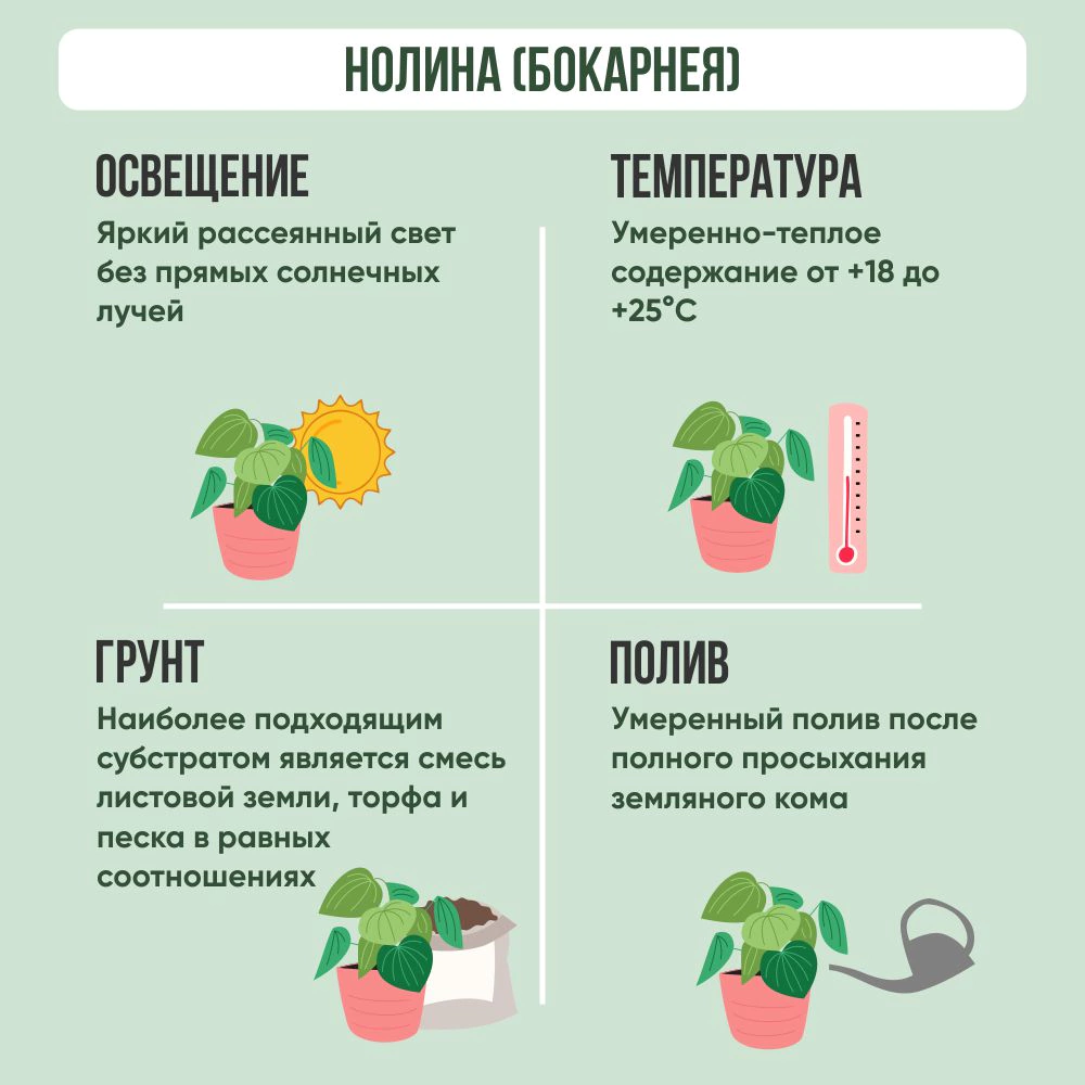 Нолина (Бокарнея) d17 см h50 см