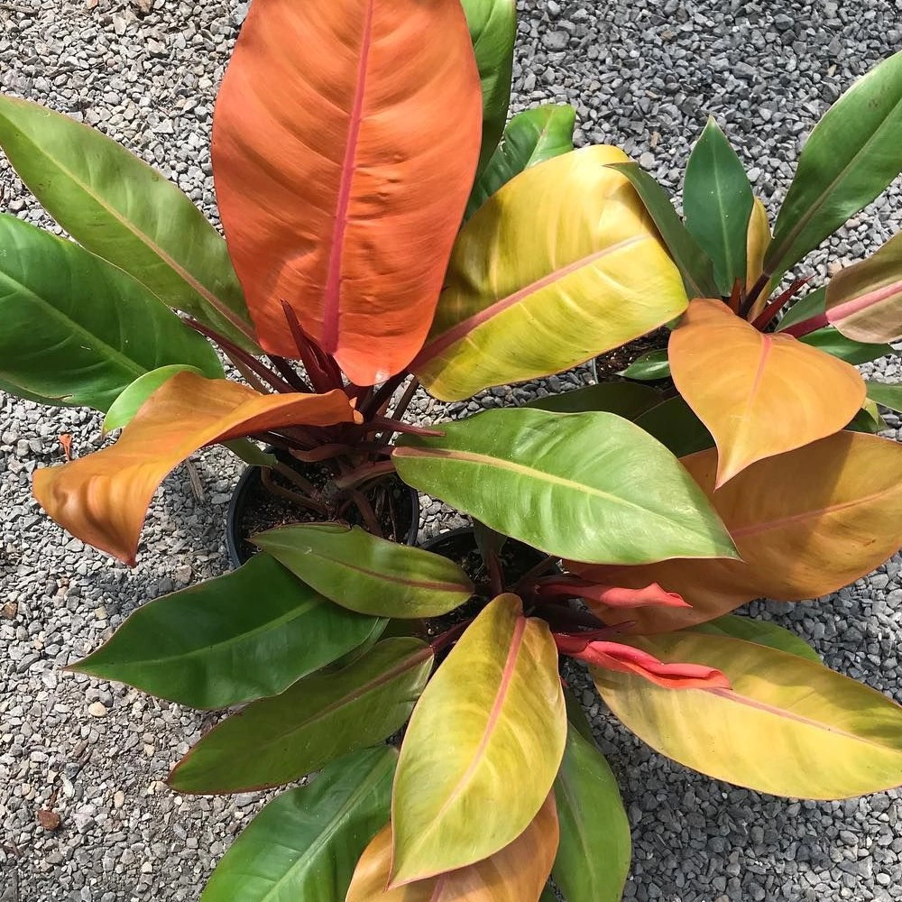 Филодендрон Принц Оранж d11 см h25 см