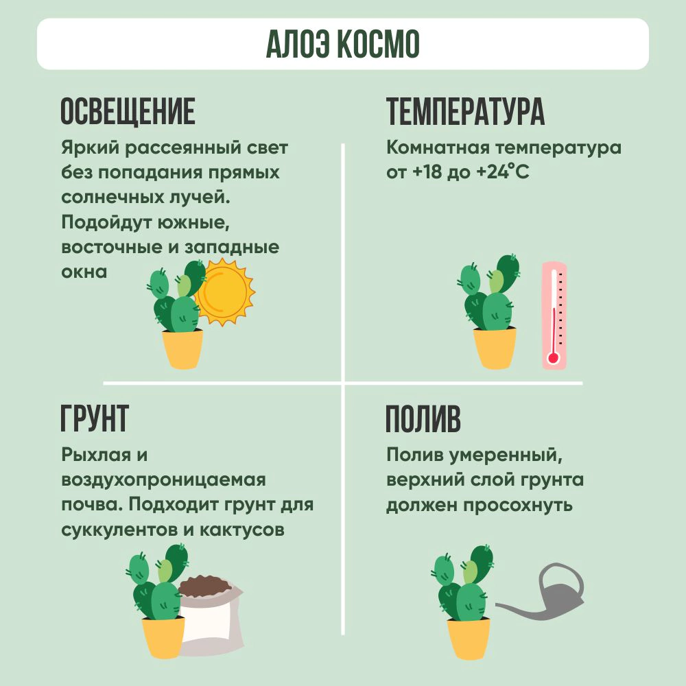 Алоэ Космо d10,5 см h18 см