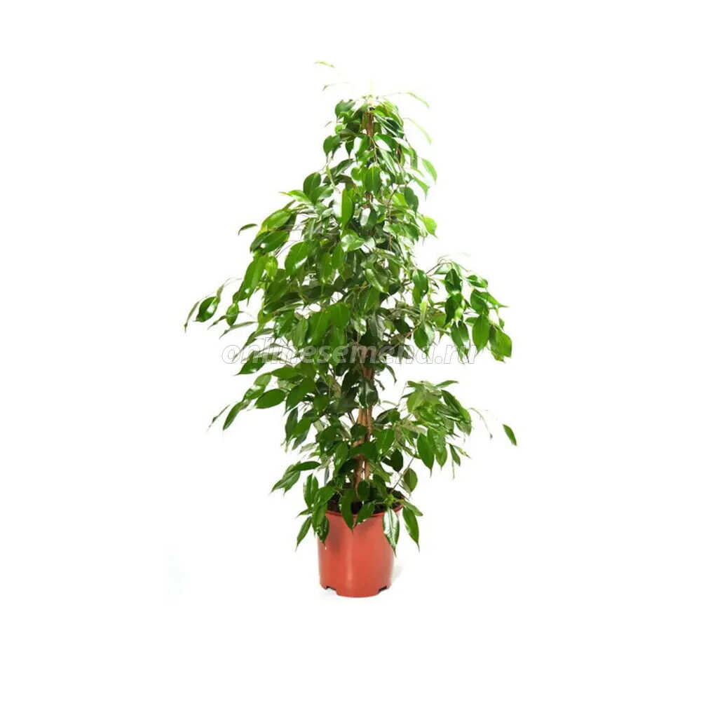 Фикус Бенджамина смесь d21 см h150 см