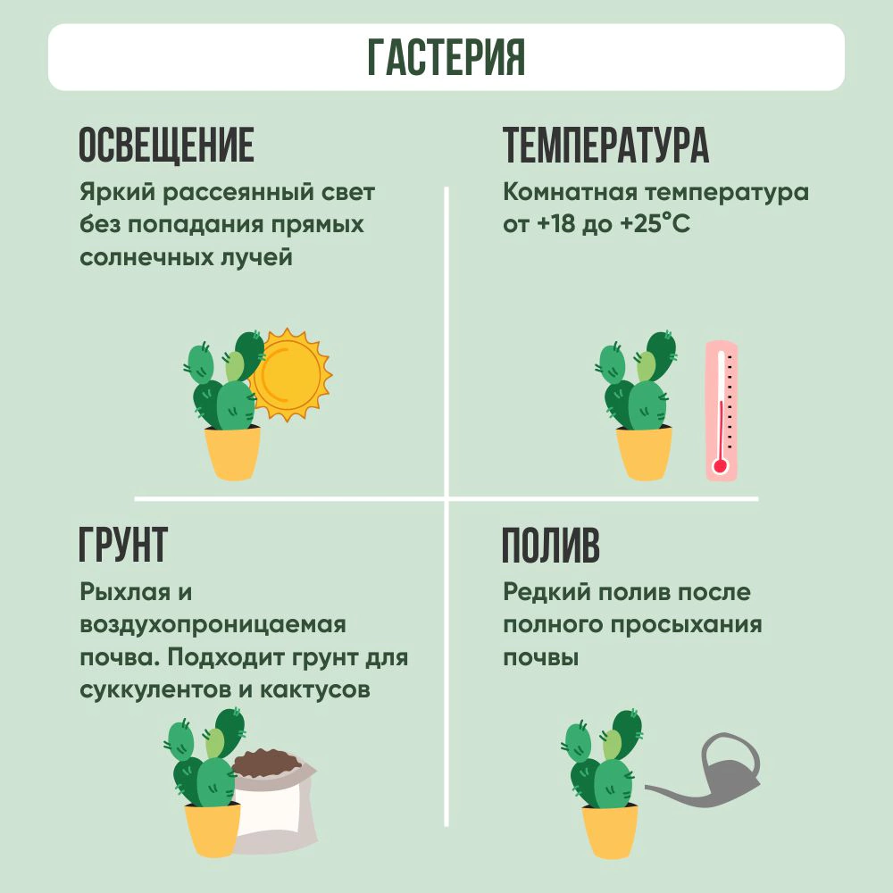 Гастерия d8,5 см