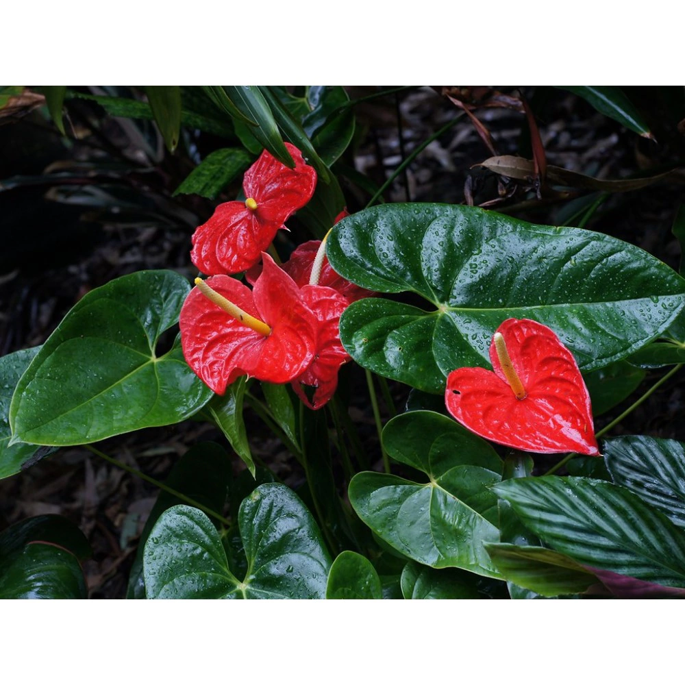 Антуриум андрианум красный d12 см (К)