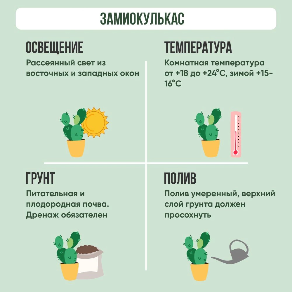 Замиокулькас d21 см h90 см (К)