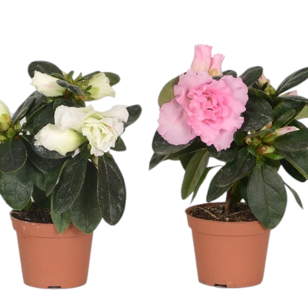 Азалия Симси микс d10 см h20 см