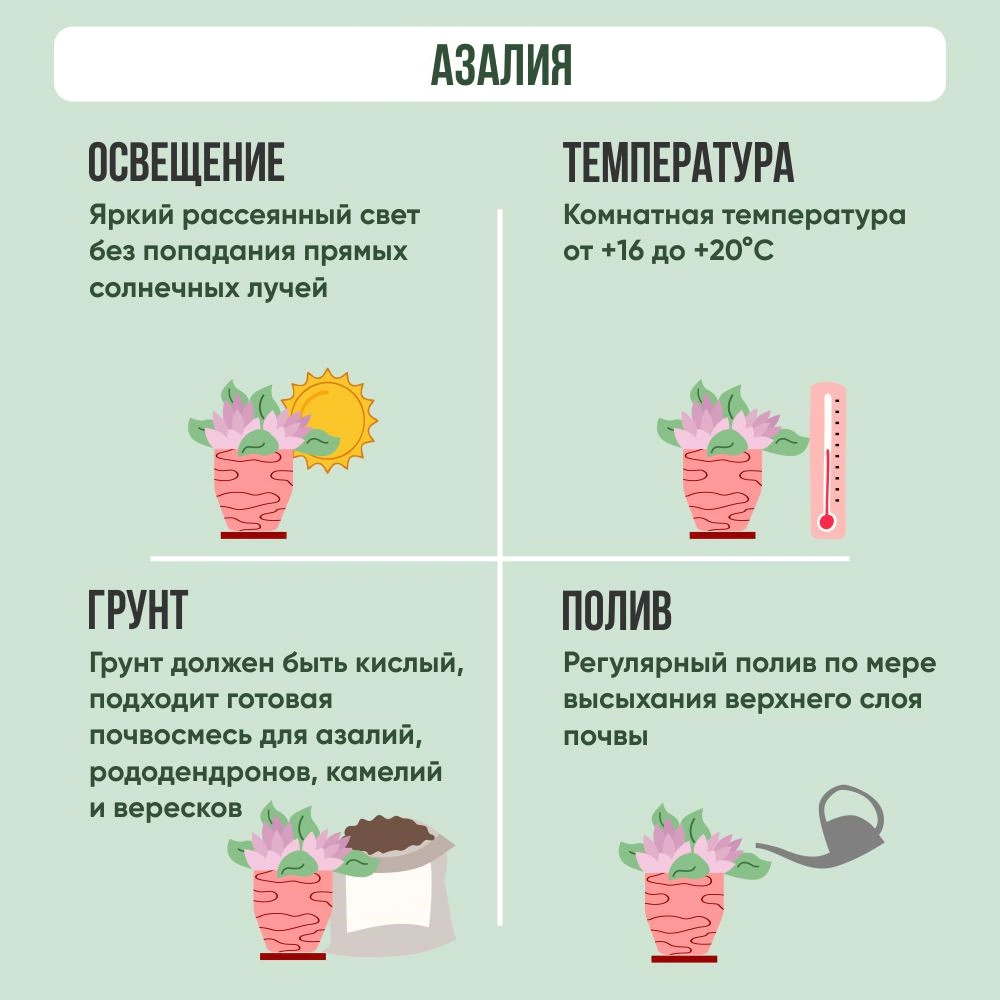 Азалия Симси микс d10 см h20 см