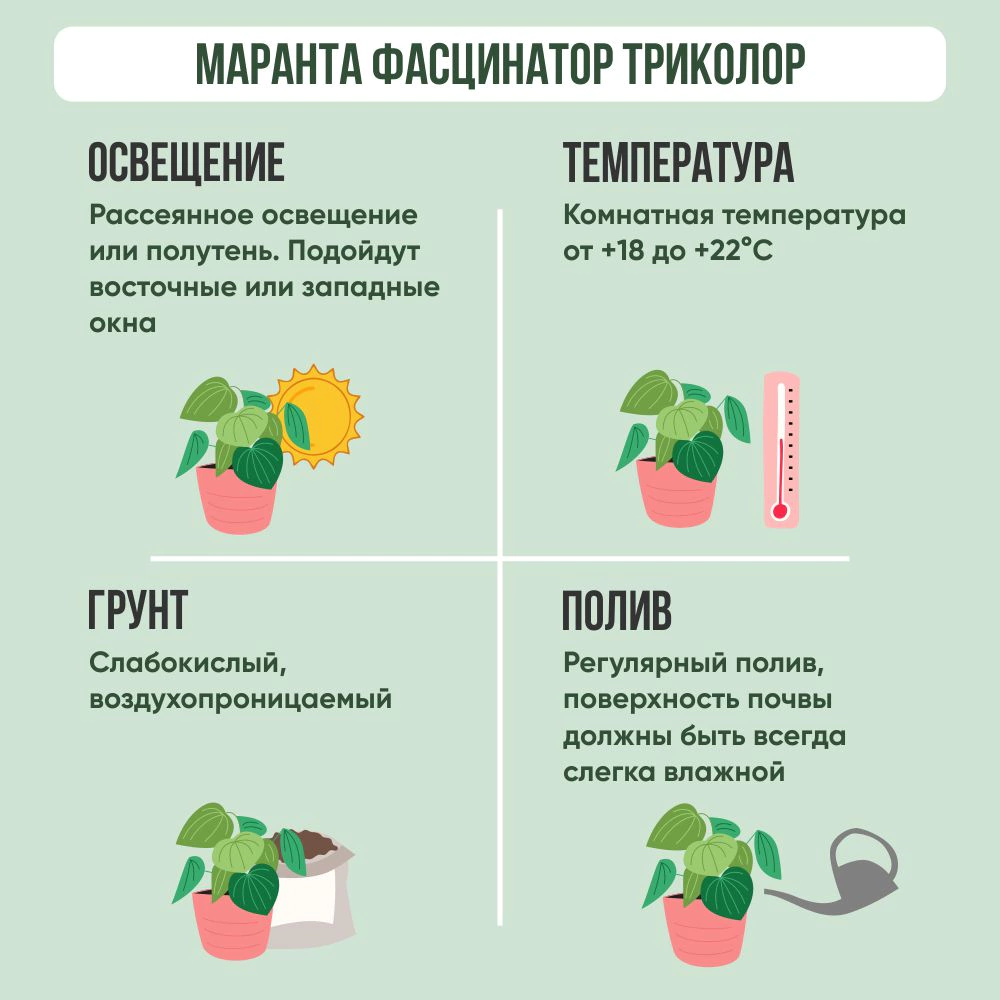 Маранта Фасцинатор триколор d9 см h25 см