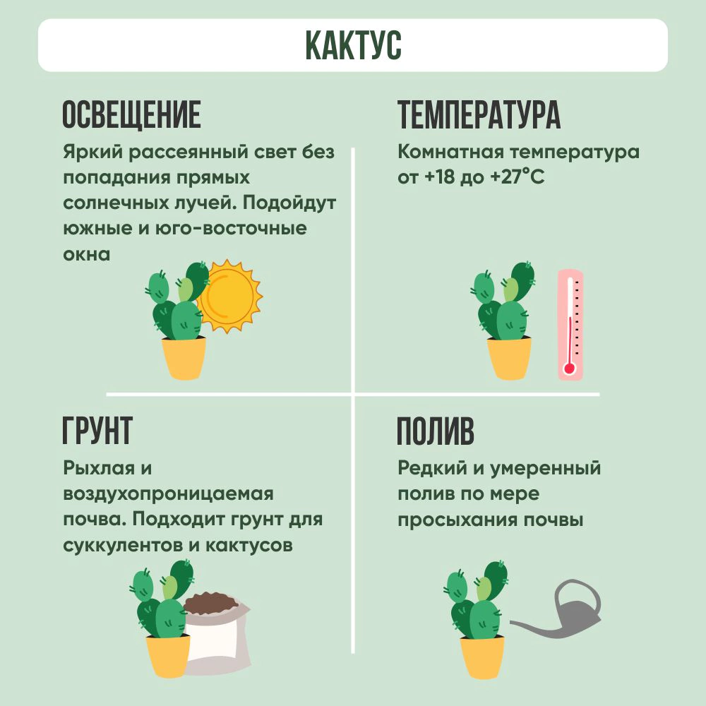 Кактус микс с сухими цветами d9 см