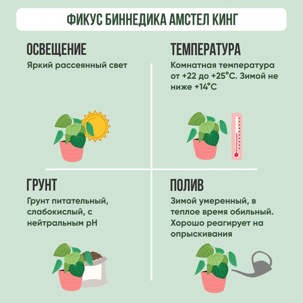 Фикус Амстел Кинг d17 см h100 см