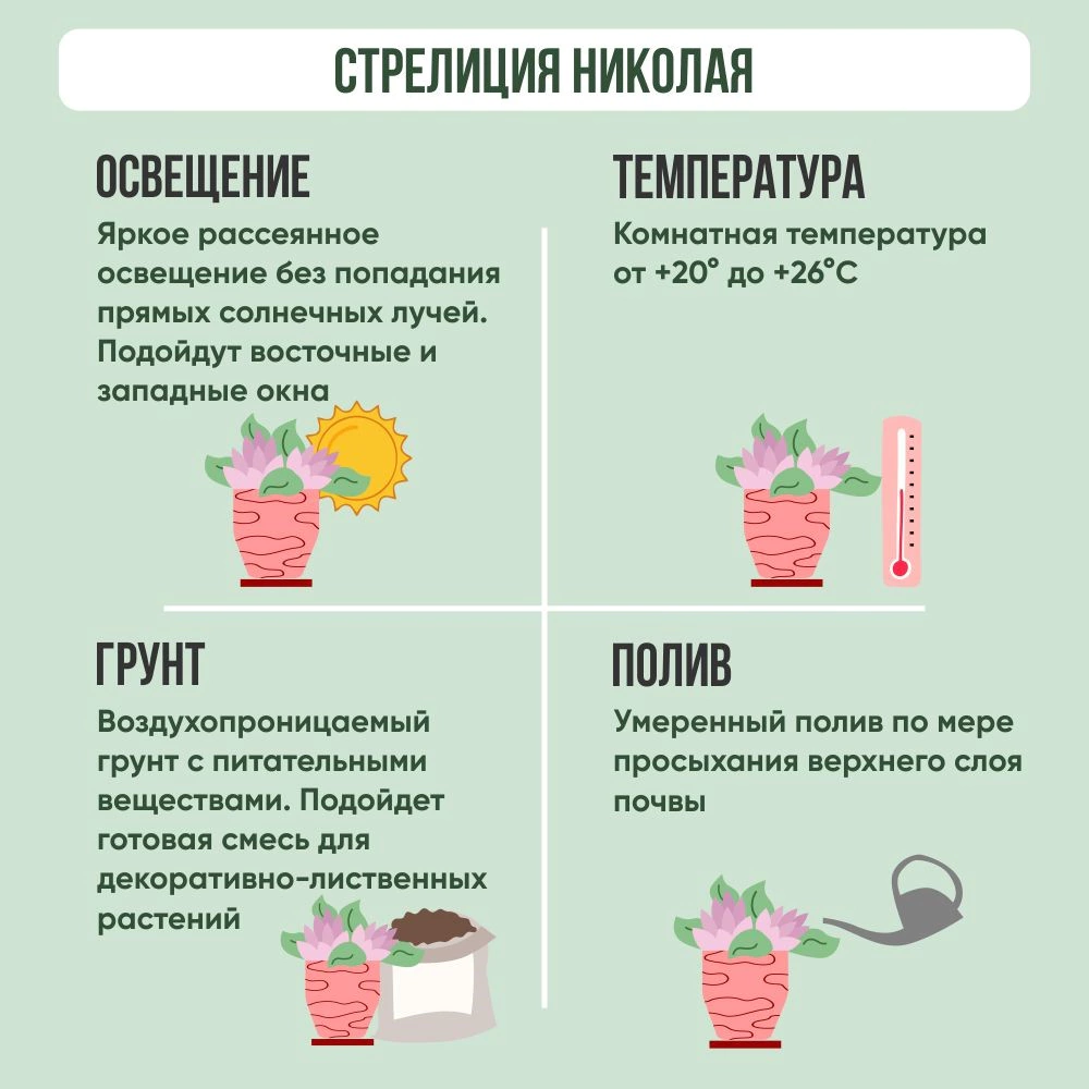 Стрелиция Николая d27 см h110 см