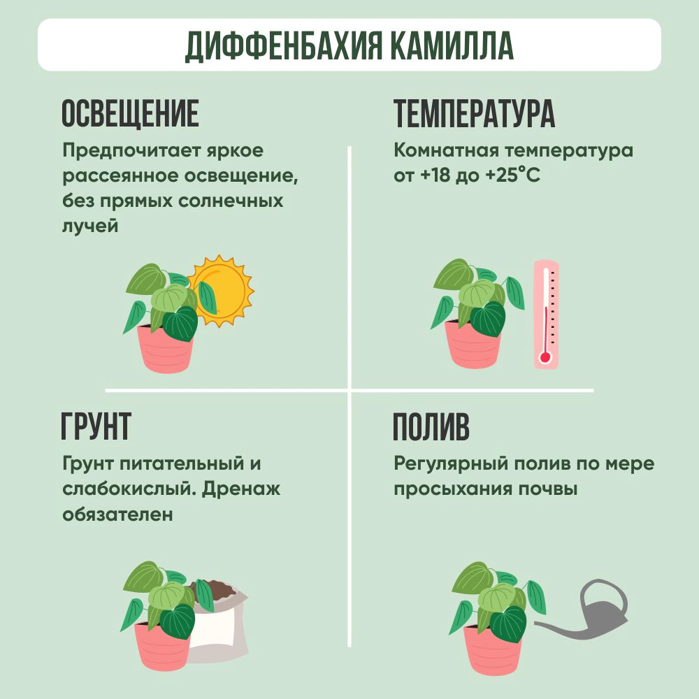Диффенбахия Камилла d12 см (К)