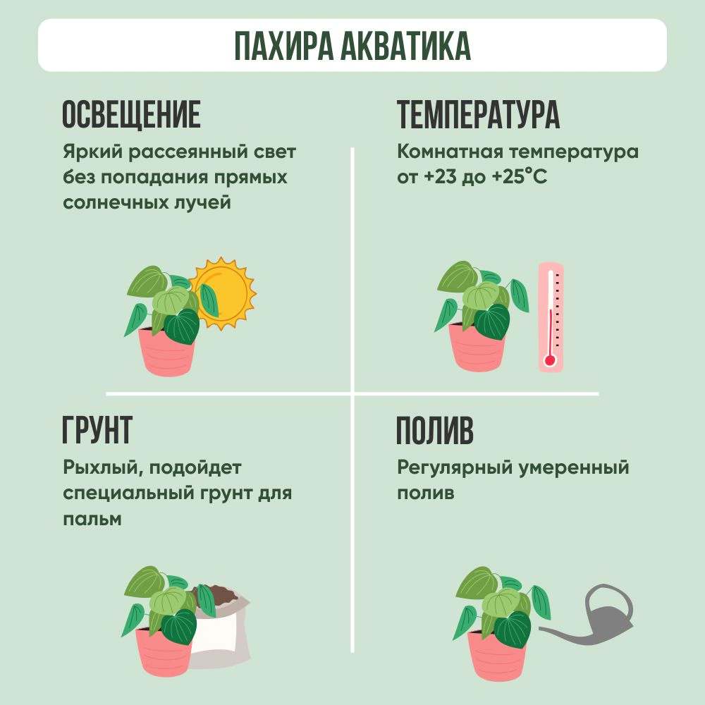 Пахира переплетенная d 11/12 см